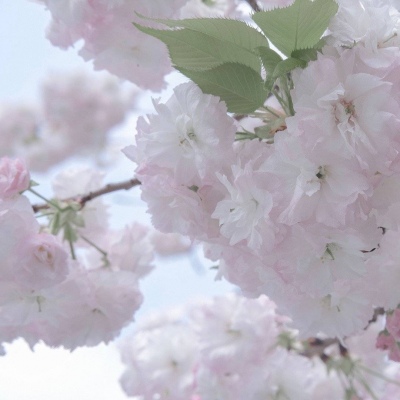 兽设星空元素设计FurryQQ群